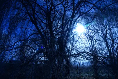 DSC_1017 (Large).JPG